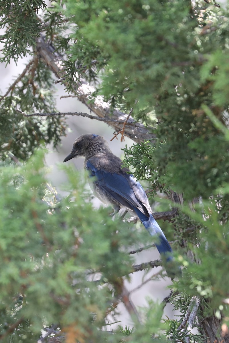 Woodhouse's Scrub-Jay - ML622147784