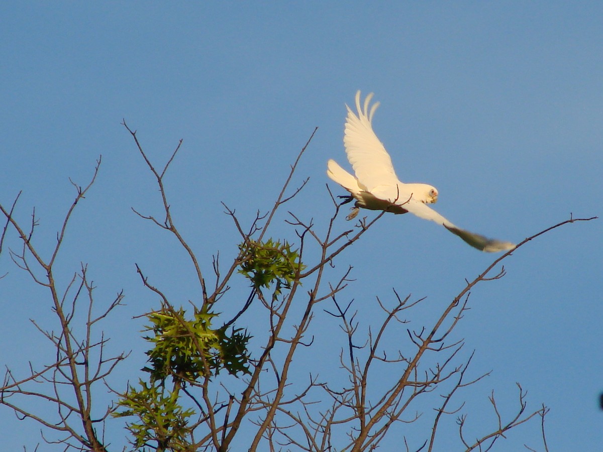 Little Corella - ML622147786