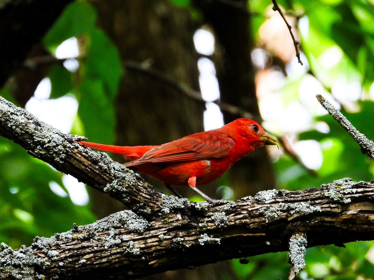 Summer Tanager - ML622147787