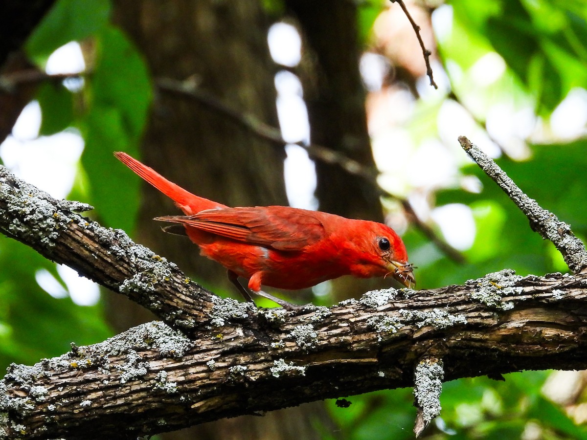 Summer Tanager - ML622147788