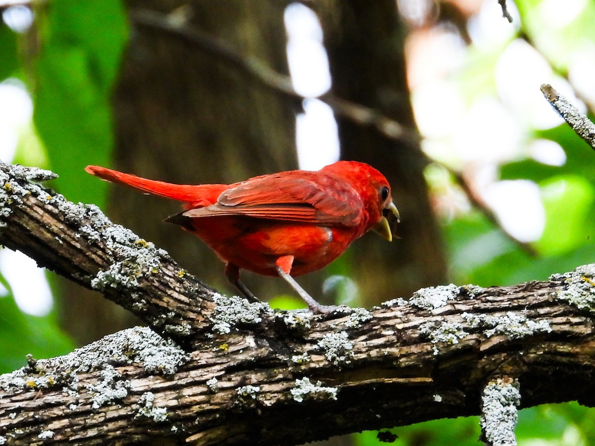 Summer Tanager - ML622147789