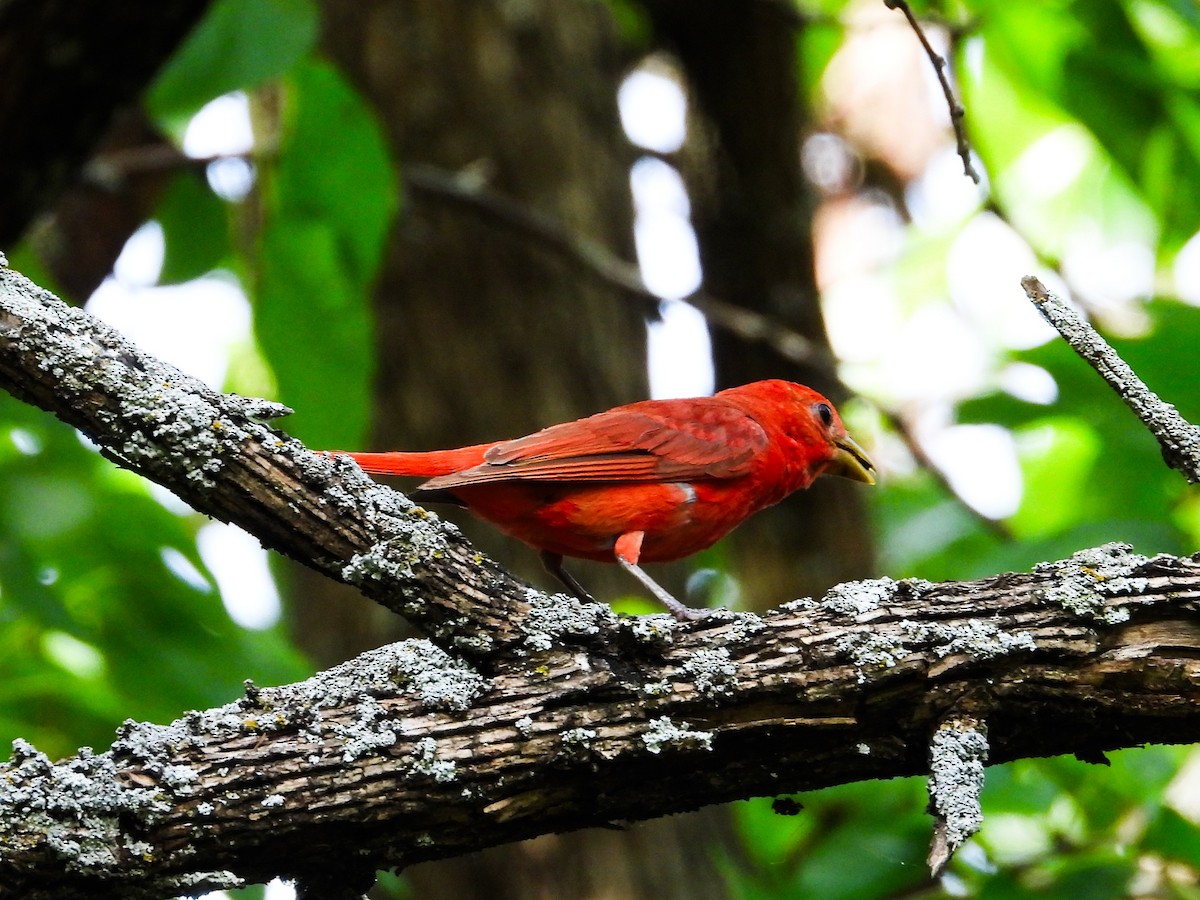 Summer Tanager - ML622147790