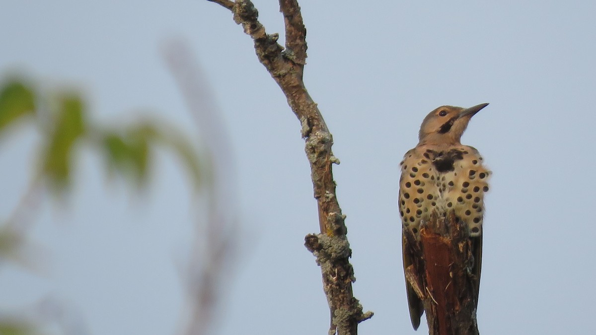 Northern Flicker - Janet McCullough