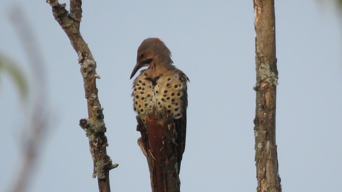 Northern Flicker - ML622147794