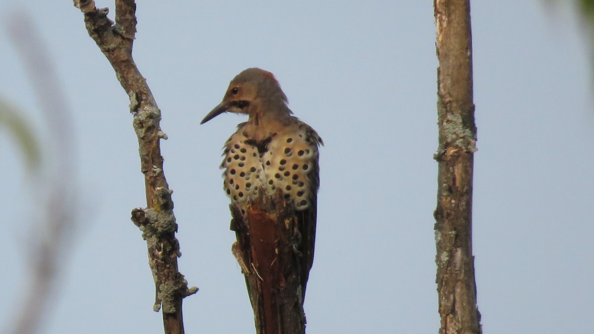 Northern Flicker - ML622147795