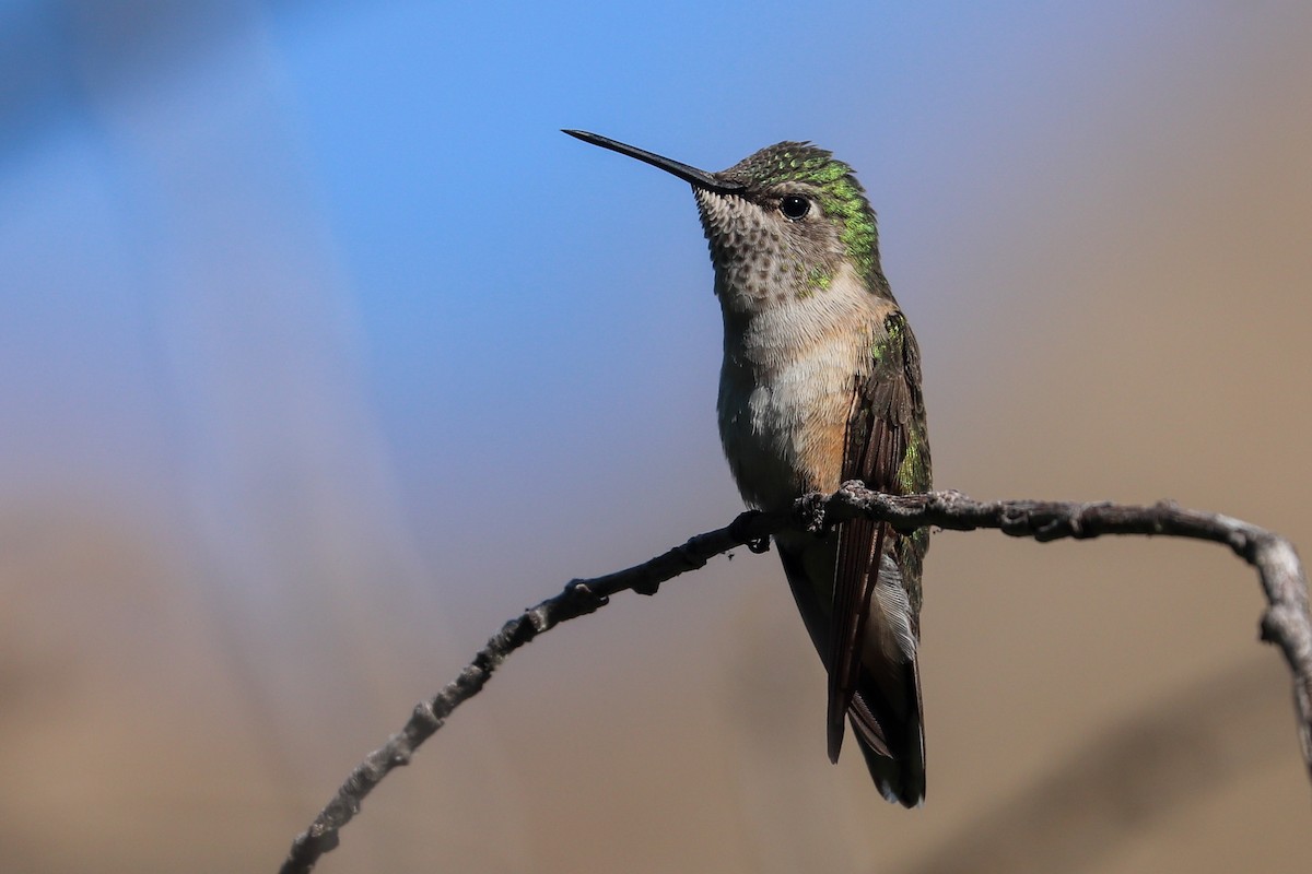 Broad-tailed Hummingbird - ML622147797