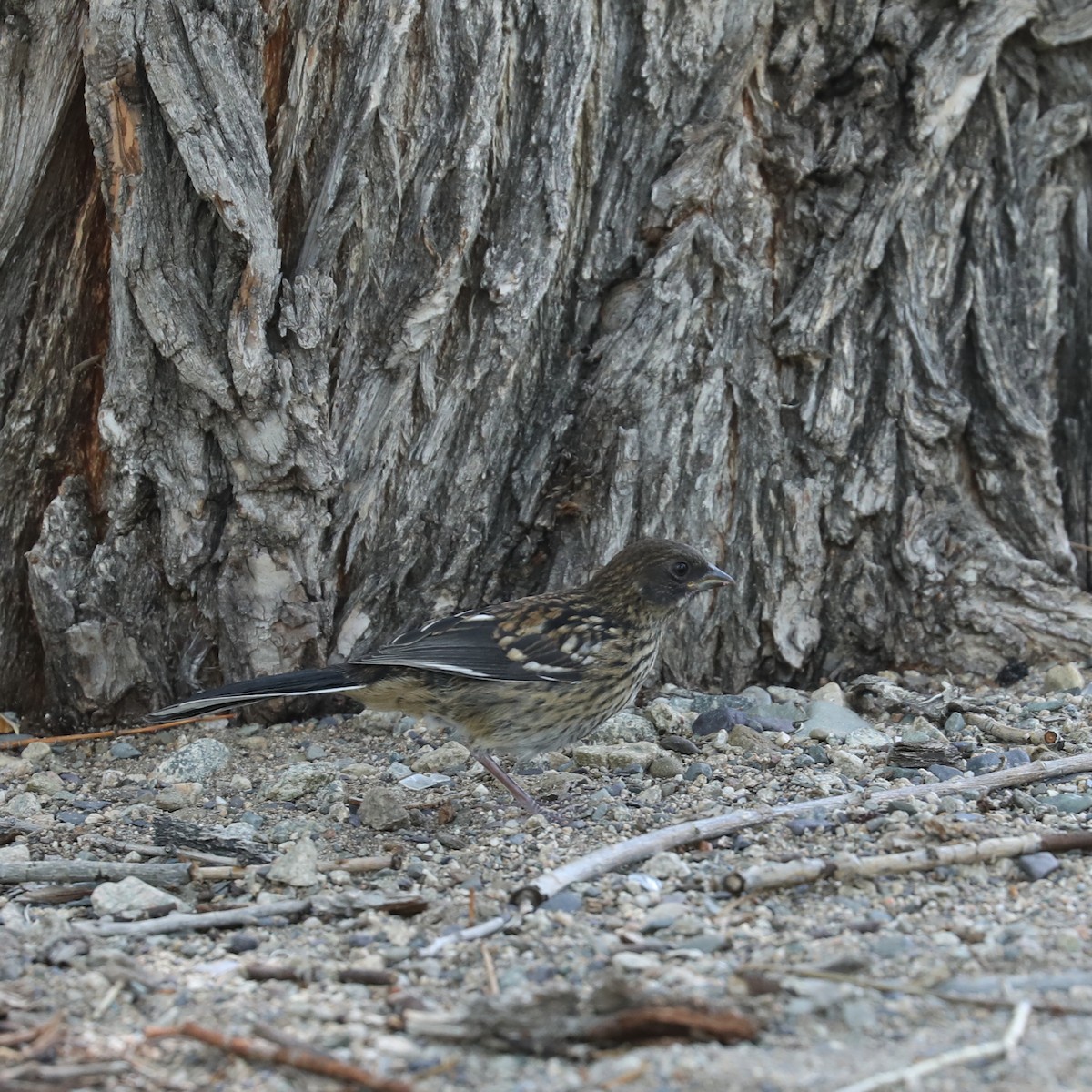 Spotted Towhee - ML622147798