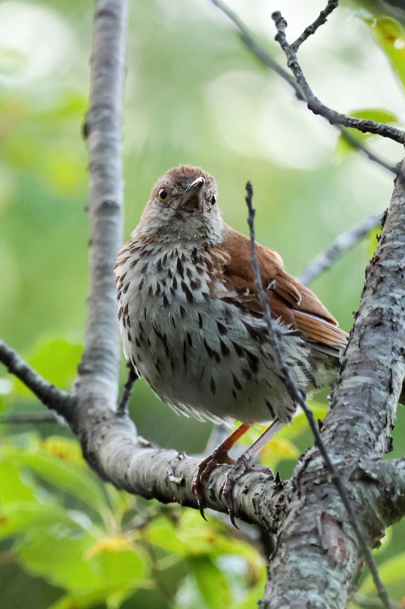 Brown Thrasher - ML622147800