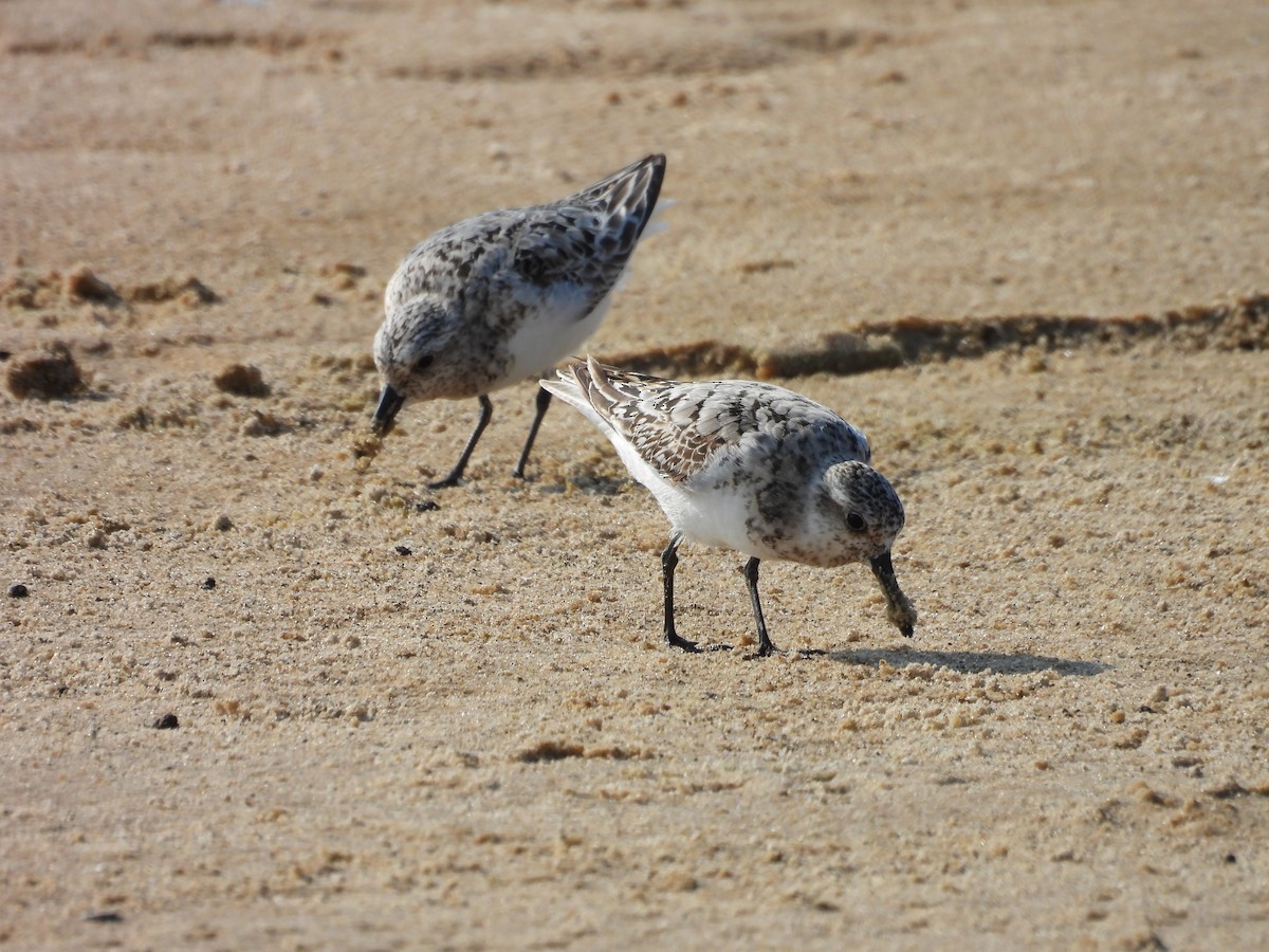 Sanderling - ML622147803