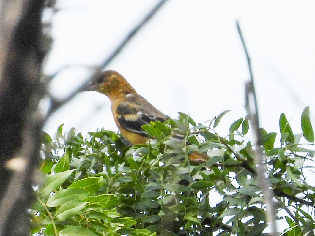 Baltimore Oriole - ML622147804