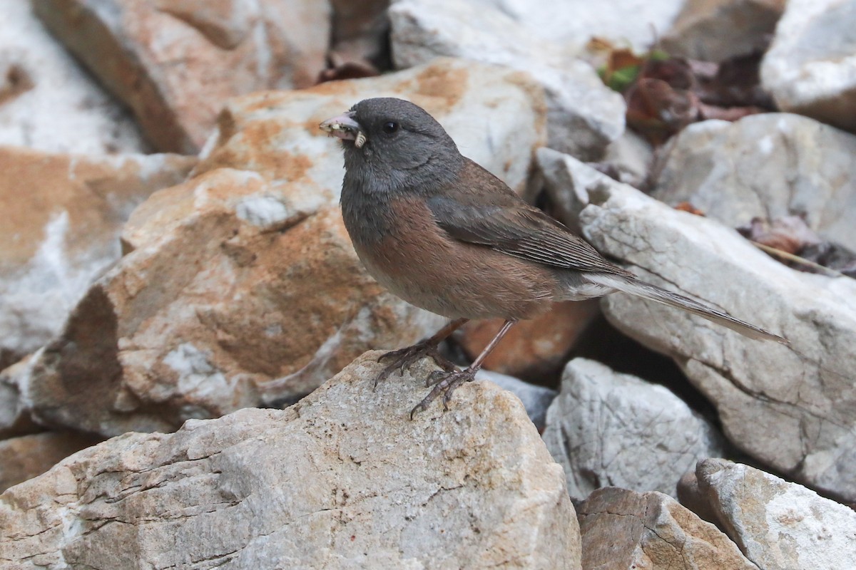 Dark-eyed Junco (Pink-sided) - Martina Nordstrand