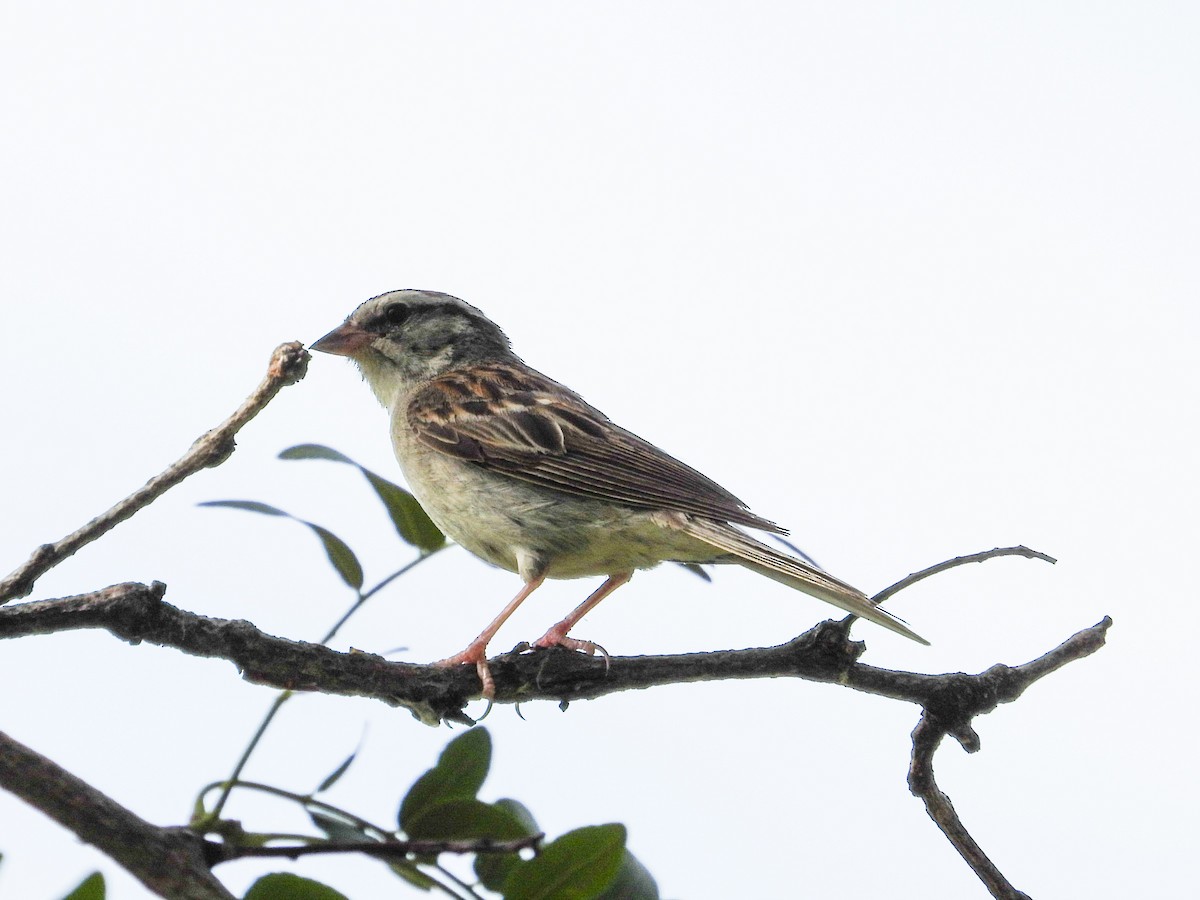 Chipping Sparrow - ML622147806