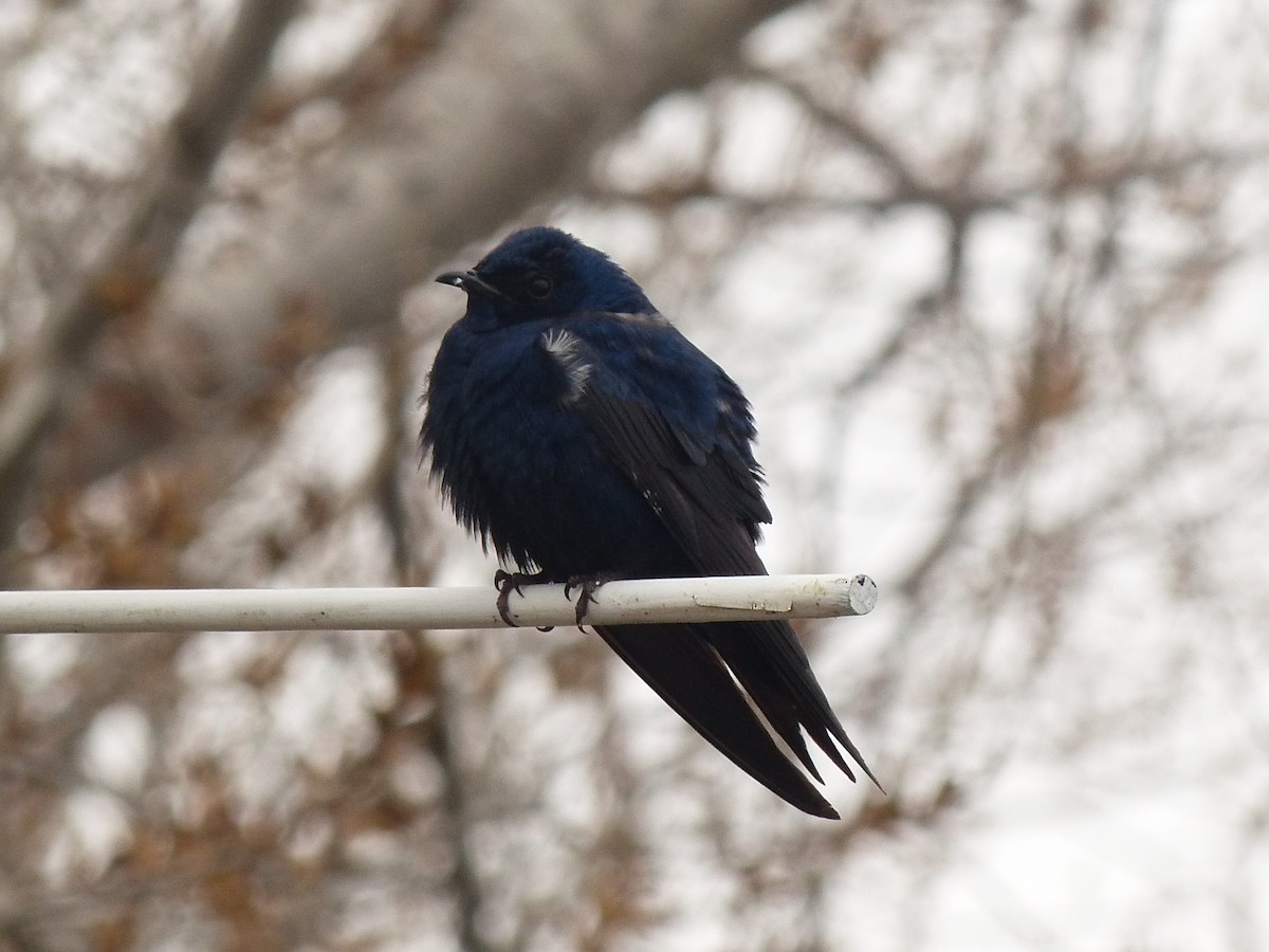 Purple Martin - ML622147807