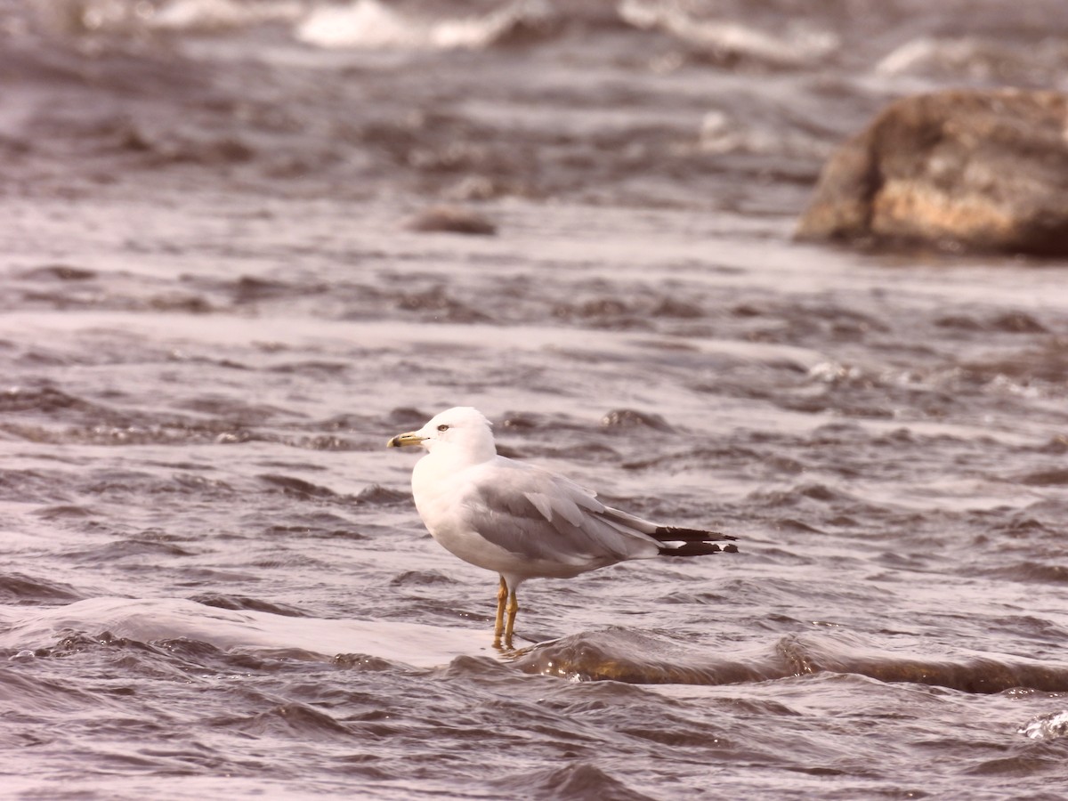 Ring-billed Gull - ML622147808