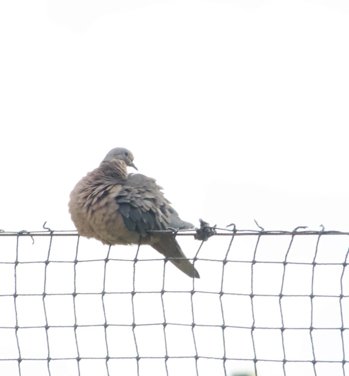 Eared Dove - ML622147809