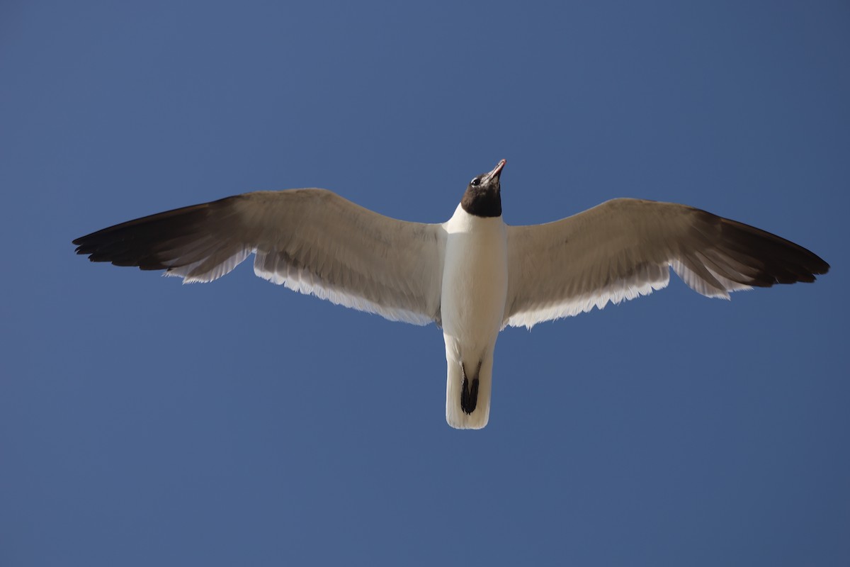 Laughing Gull - ML622147810