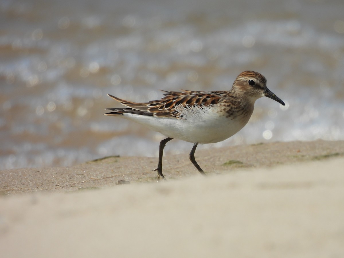 Least Sandpiper - ML622147811