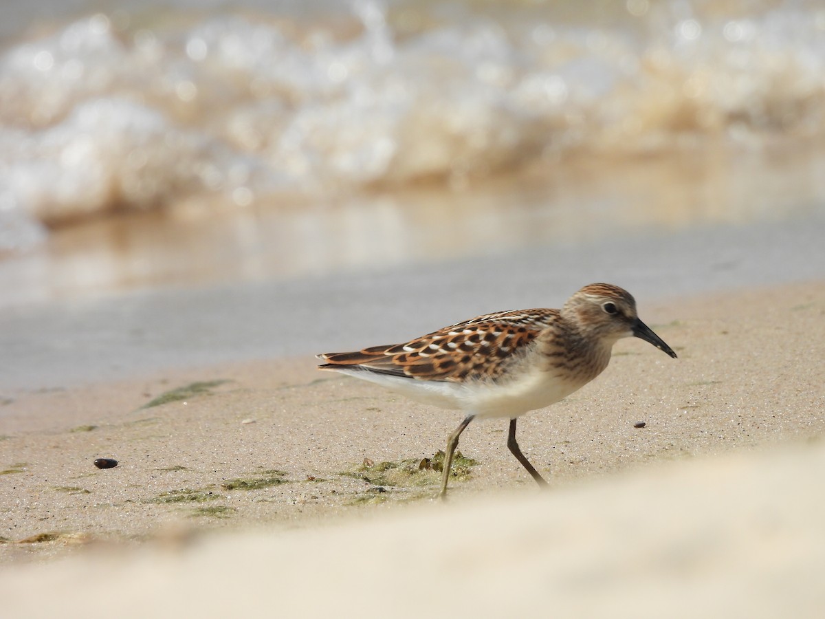 Least Sandpiper - ML622147812