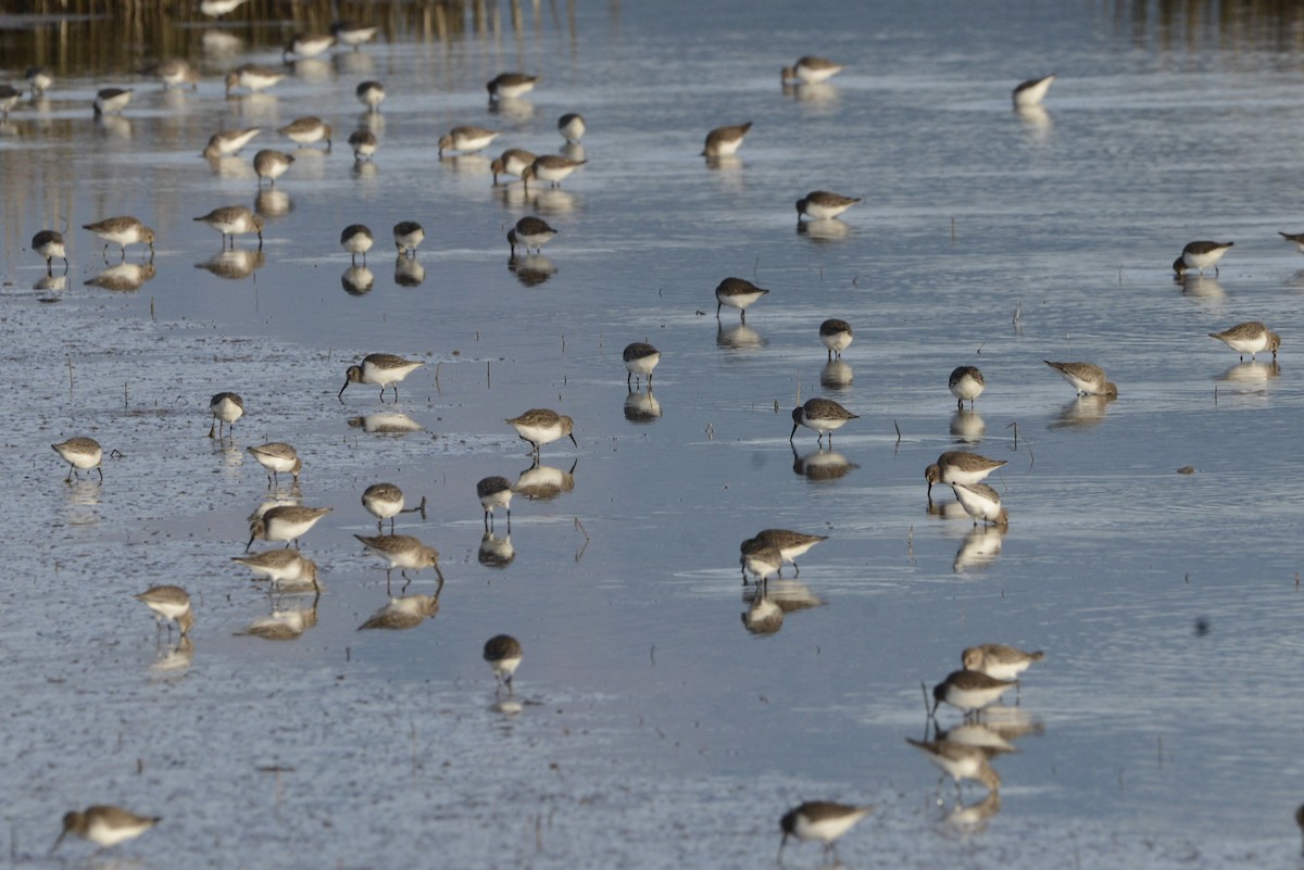 Dunlin - ML622147814