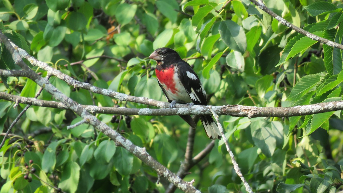 Rose-breasted Grosbeak - ML622147815