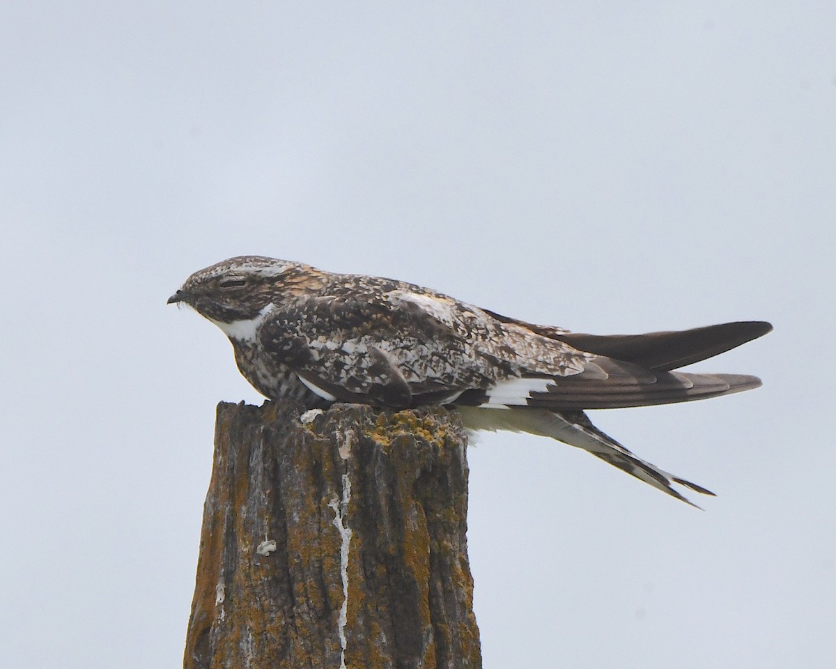 Common Nighthawk - ML622147816