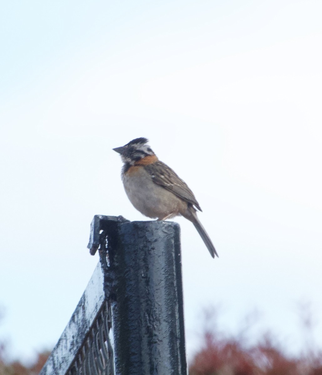 Rufous-collared Sparrow - ML622147819