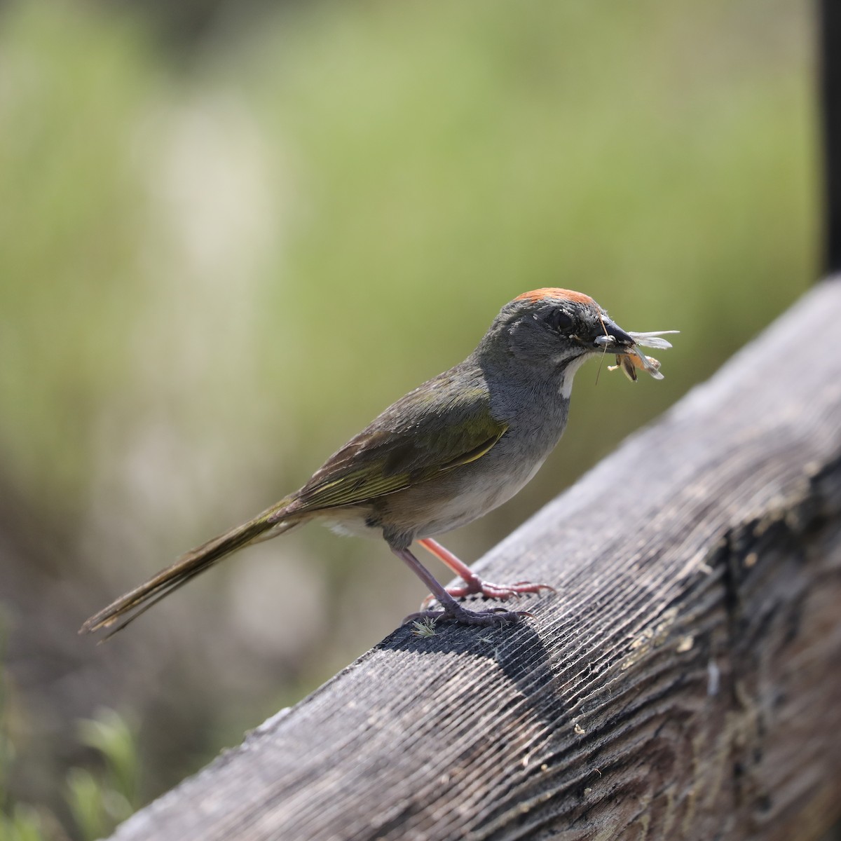 Sage Thrasher - ML622147820