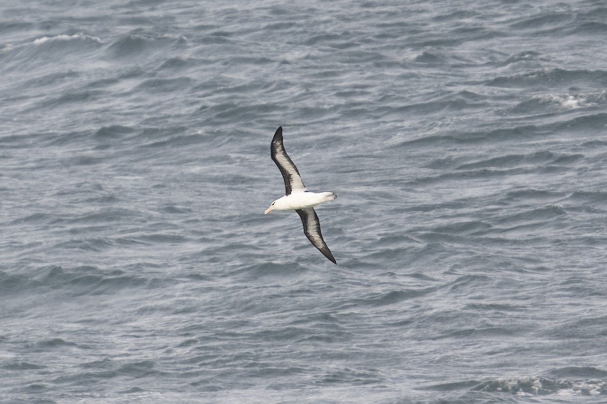 Black-browed Albatross (Black-browed) - ML622147821
