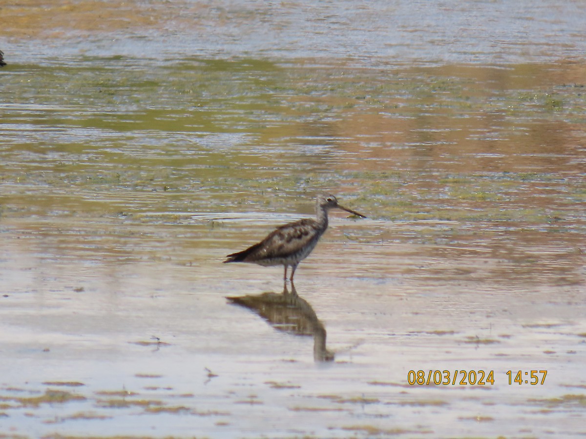 Greater Yellowlegs - ML622147830