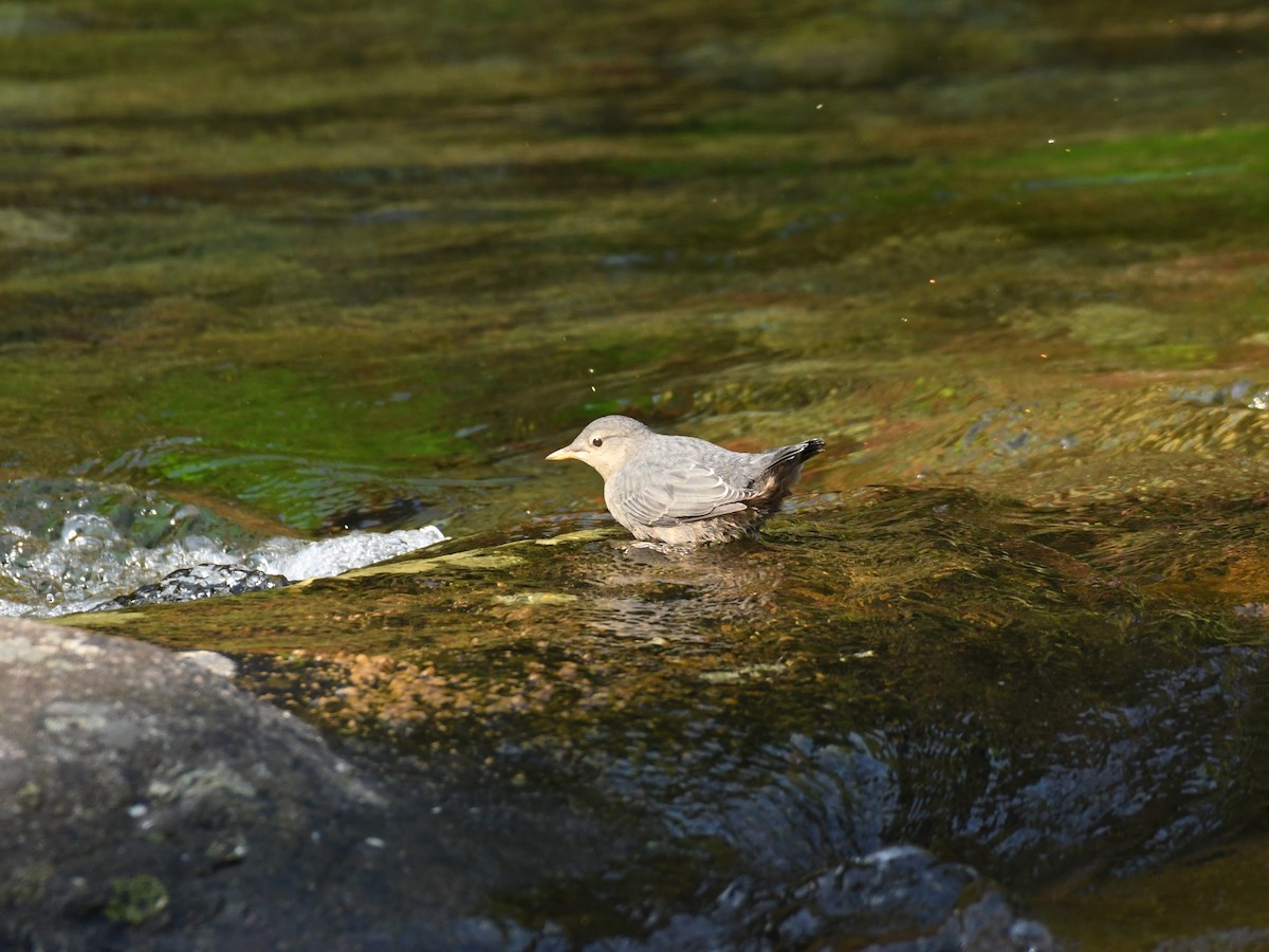 American Dipper - ML622147832