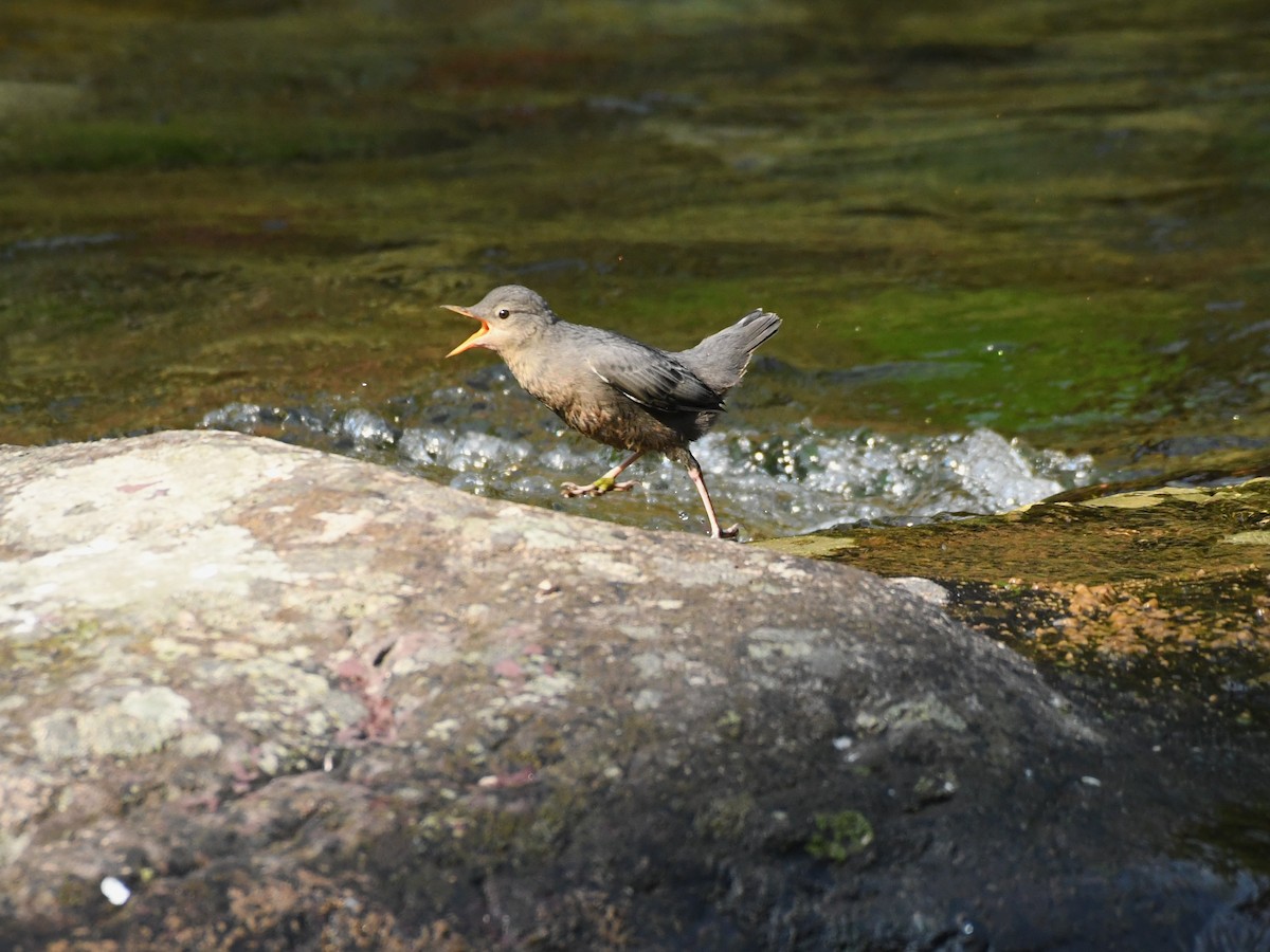 American Dipper - ML622147833