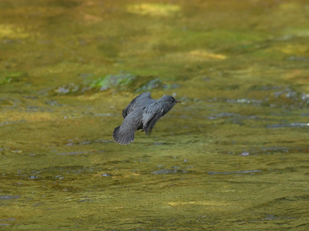 American Dipper - ML622147834