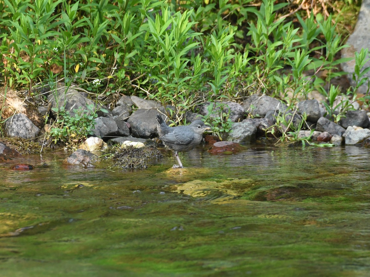 American Dipper - ML622147841