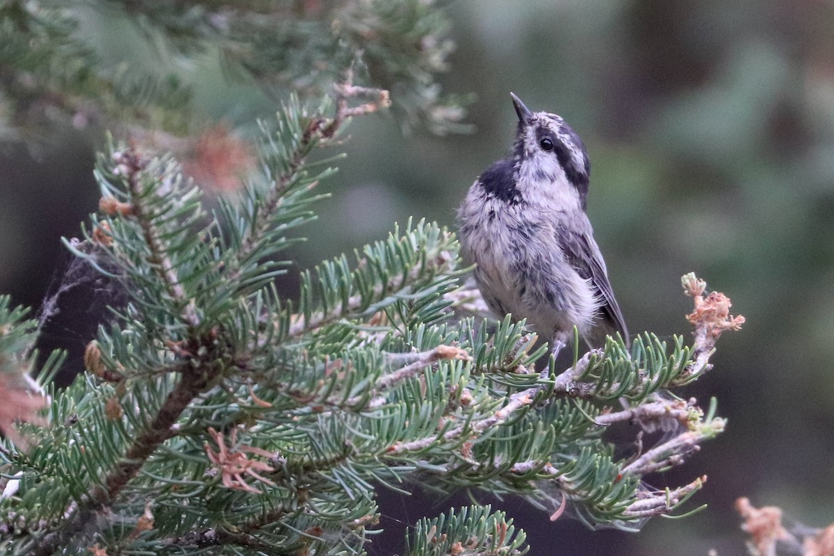 Mountain Chickadee - ML622147846