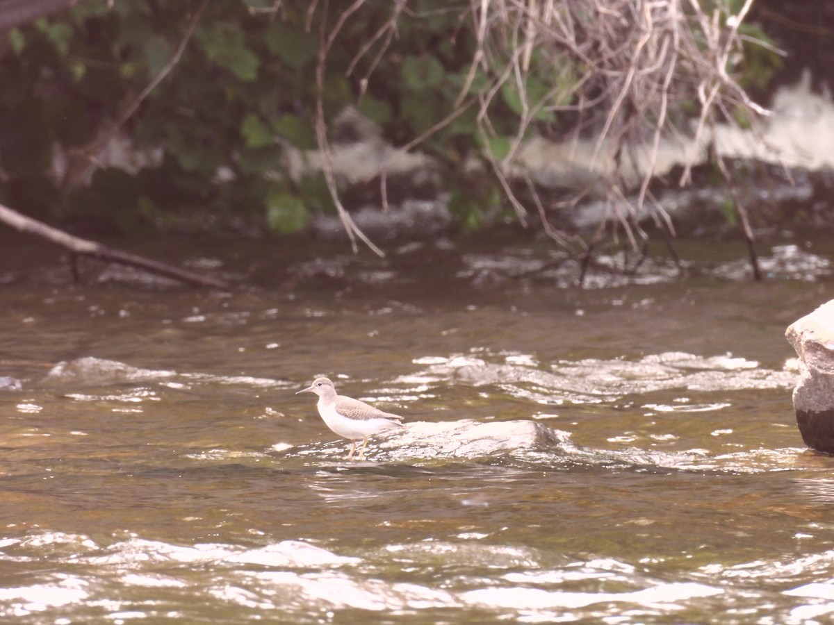 Spotted Sandpiper - ML622147847