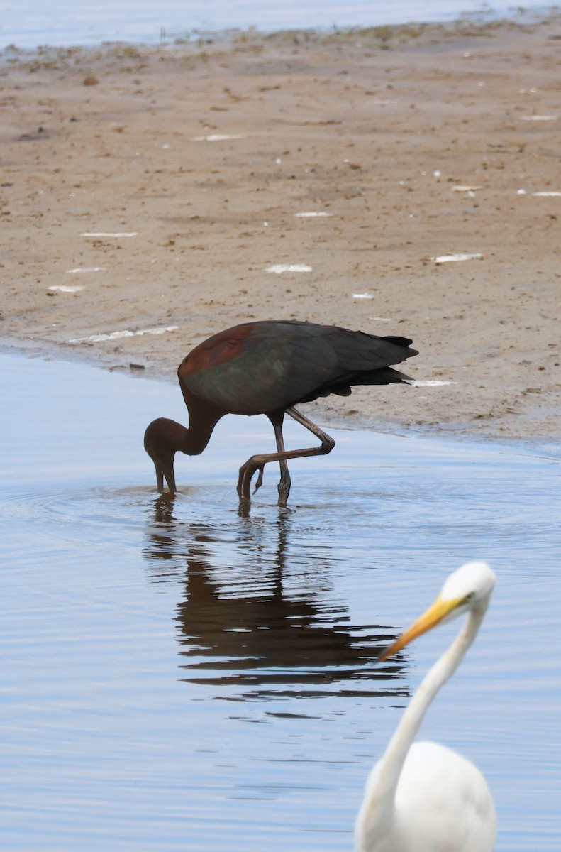 Glossy Ibis - ML622147849