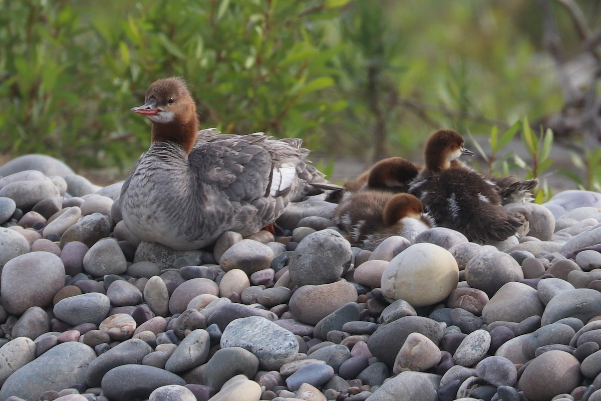 Common Merganser - ML622147850