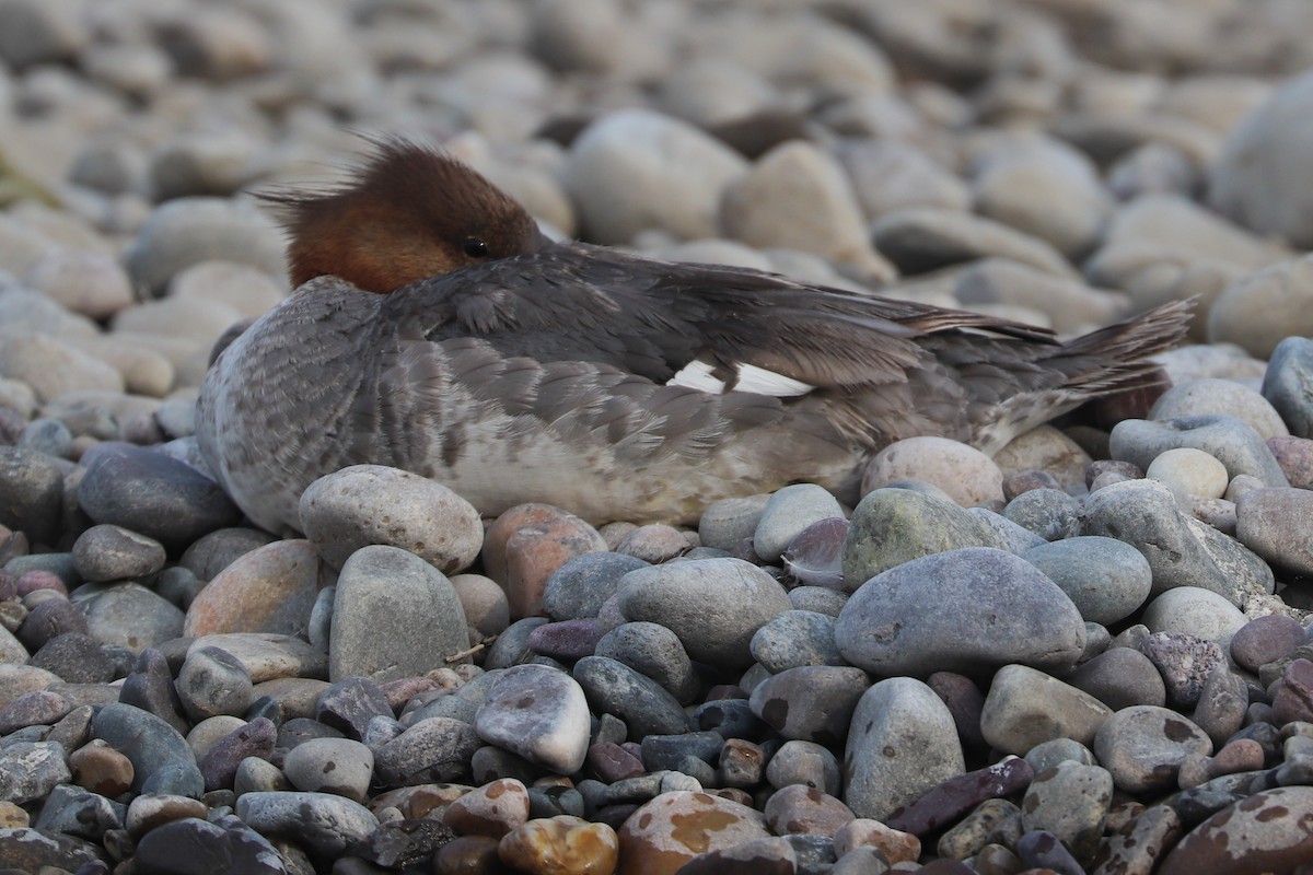 Common Merganser - ML622147851