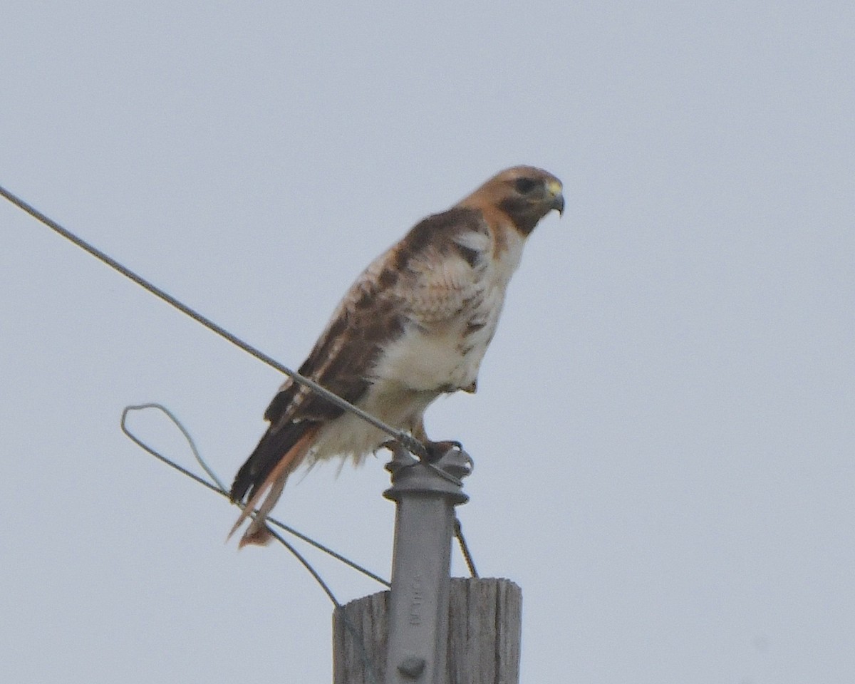 Red-tailed Hawk - ML622147853