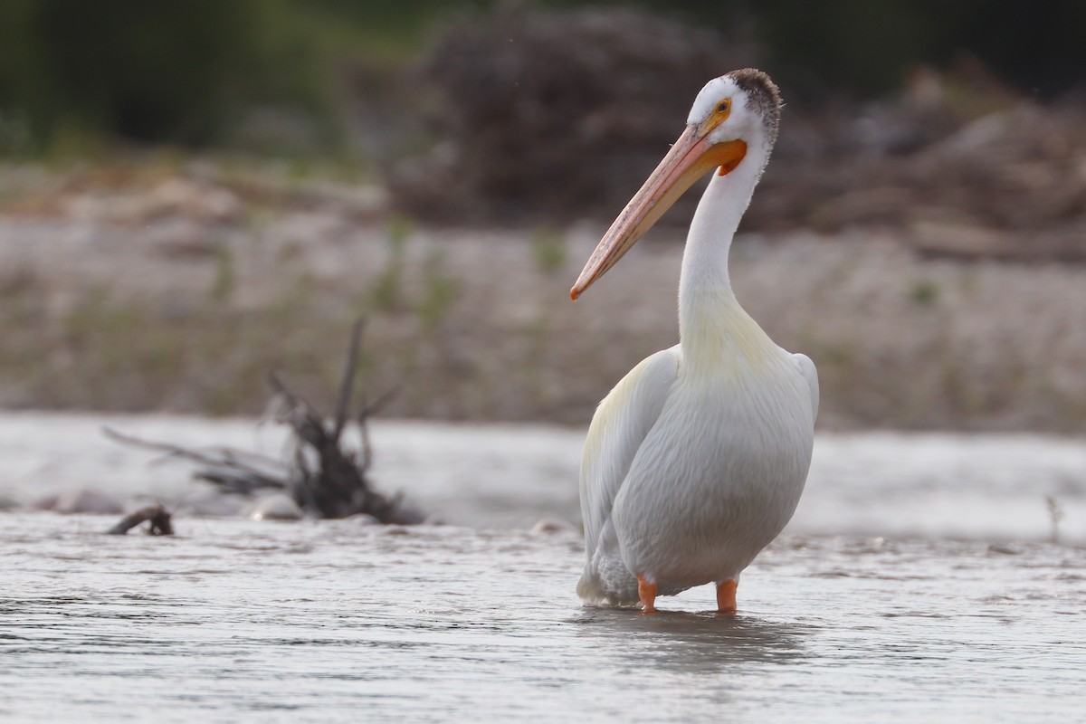 American White Pelican - ML622147854