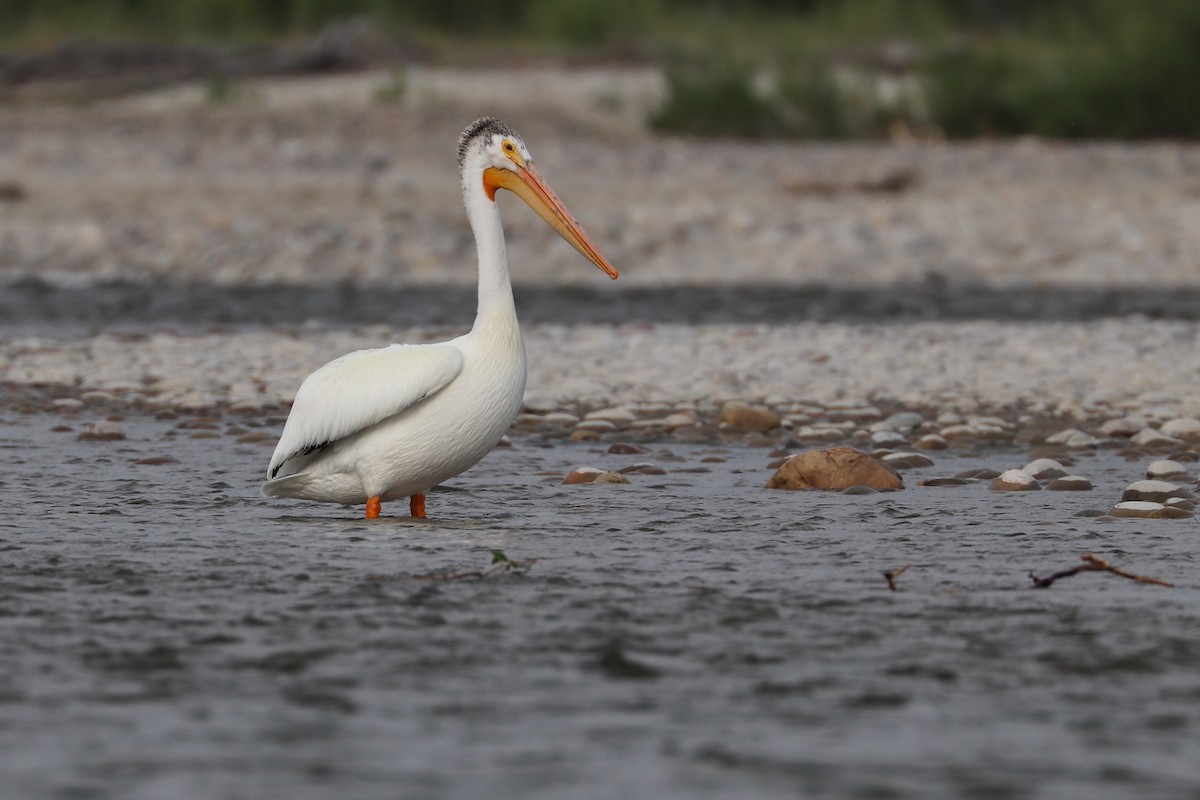 American White Pelican - ML622147855