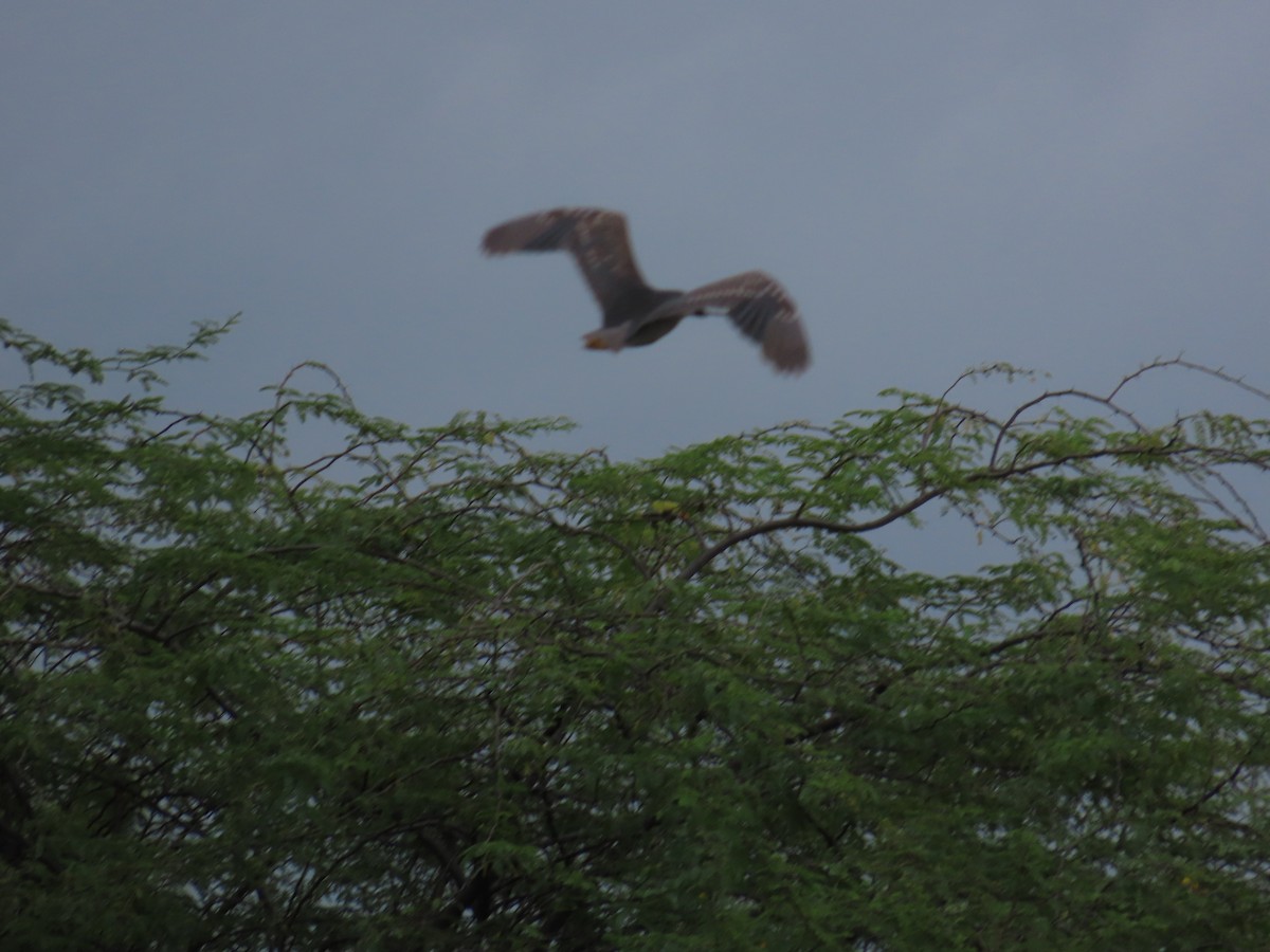 Black-crowned Night Heron - ML622147924