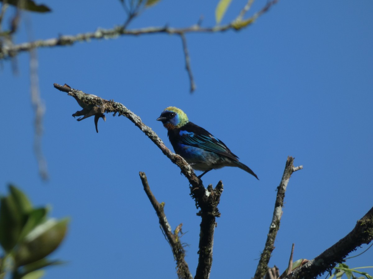 Golden-hooded Tanager - ML622147926