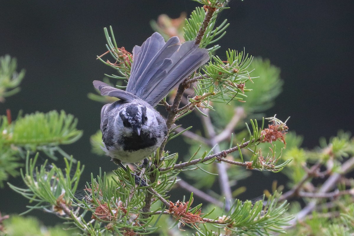 Mountain Chickadee - ML622147927