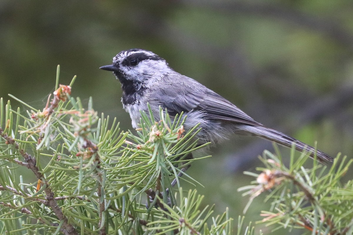 Mésange de Gambel - ML622147928