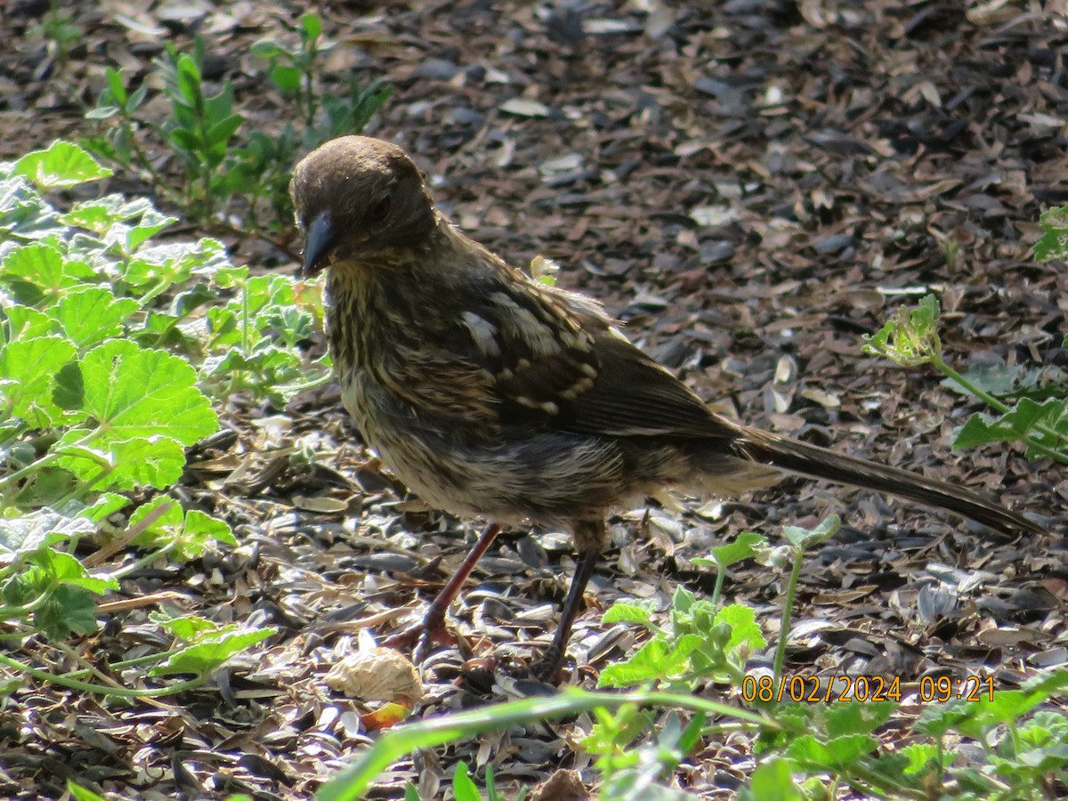 Spotted Towhee - ML622147929