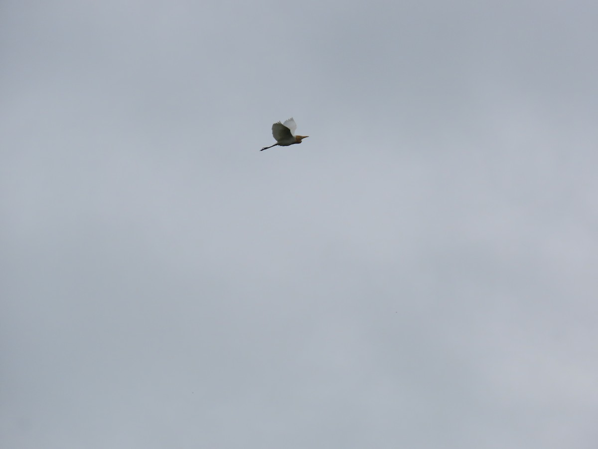 Eastern Cattle Egret - ML622147930