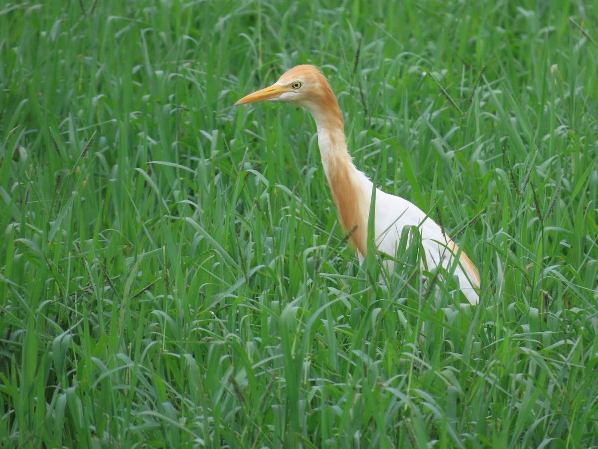 Eastern Cattle Egret - ML622147931