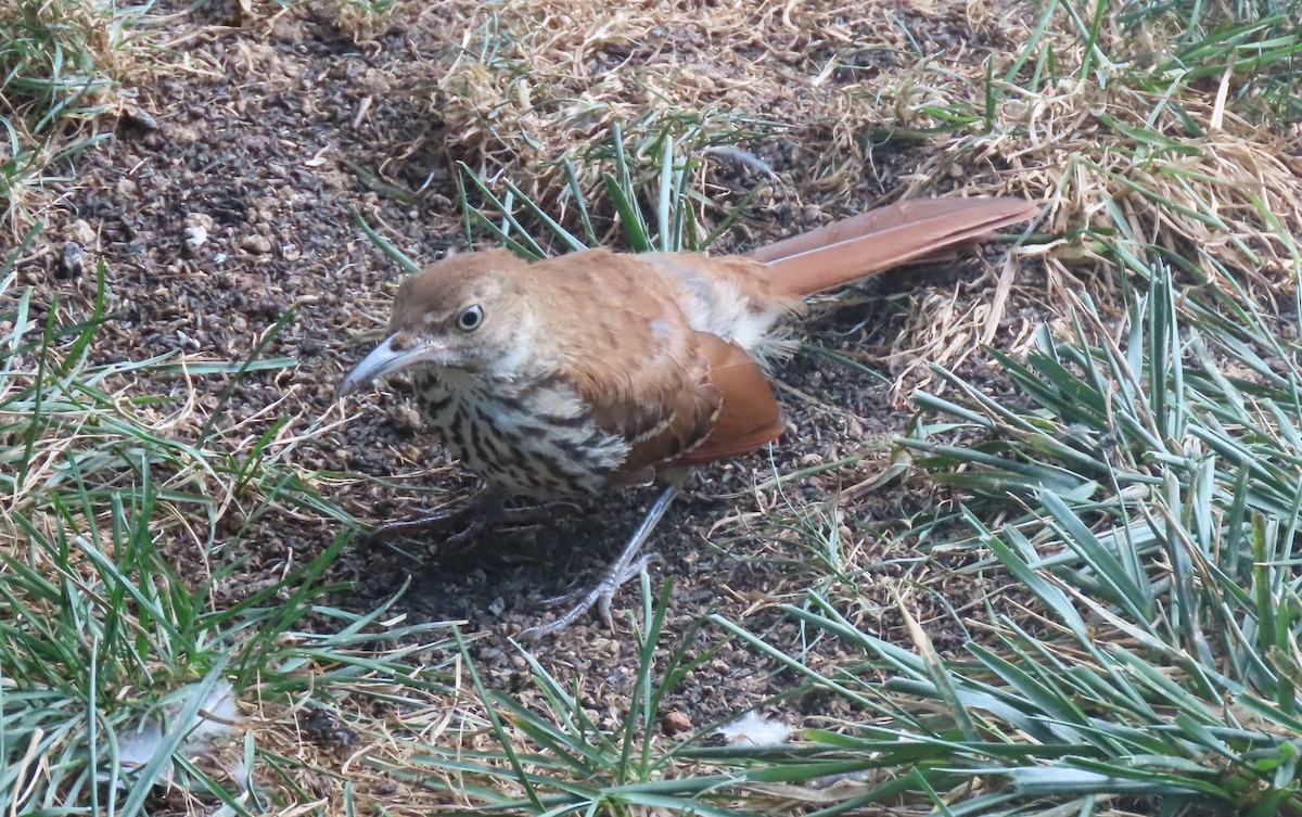 Brown Thrasher - ML622147932