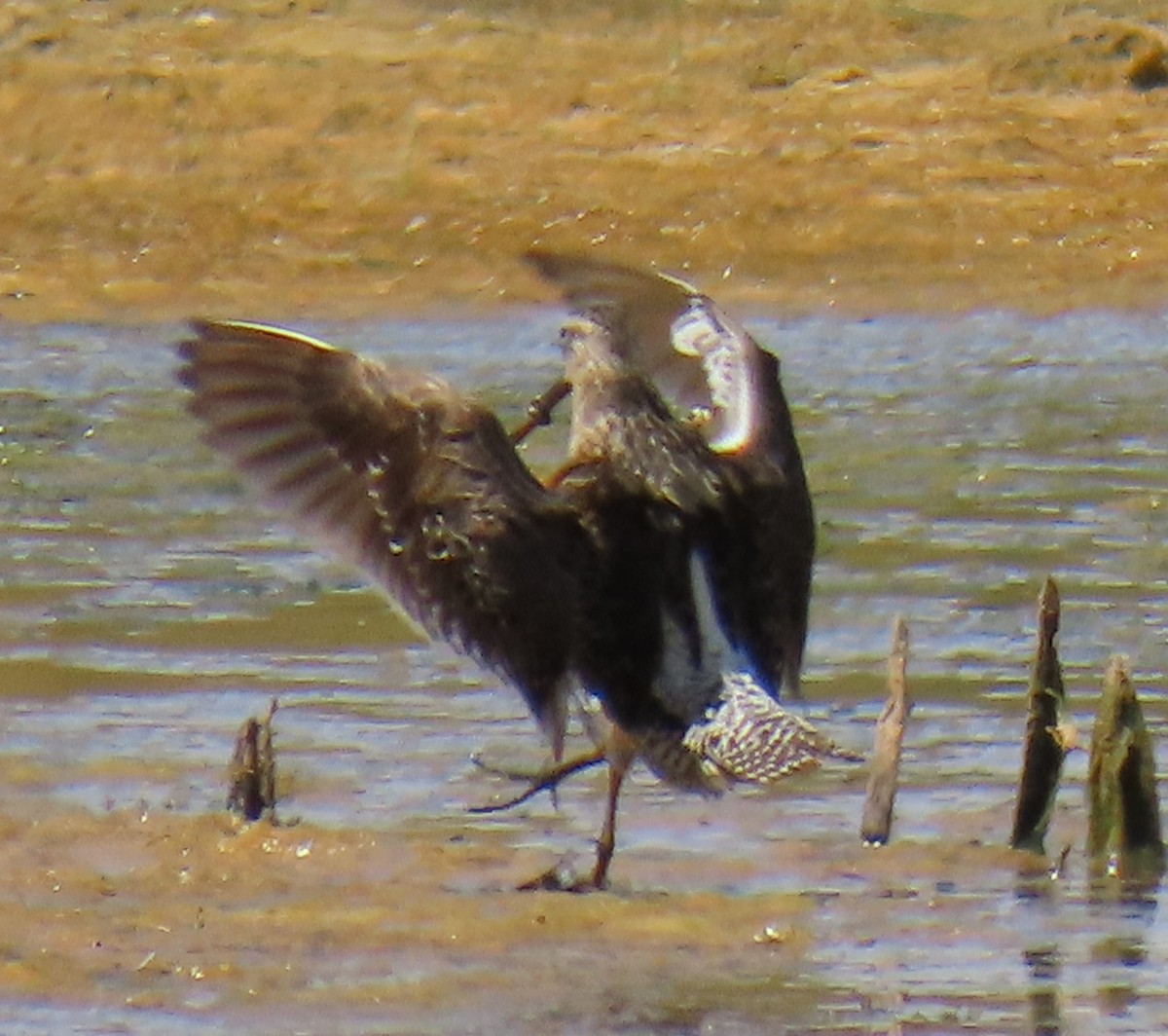 Long-billed Dowitcher - ML622147933